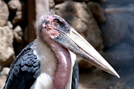 Beak, Bird, Marabou Stork, Fauna photo