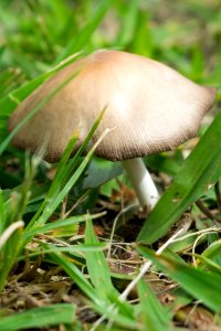 Mushroom, Fungus, Agaricaceae, Edible Mushroom photo