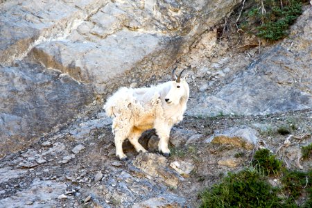 Mountain Goat, Fauna, Goats, Wildlife photo