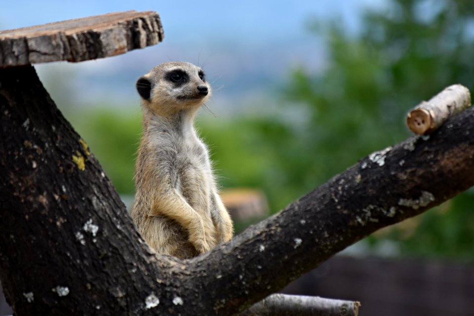 Meerkat, Mammal, Fauna, Terrestrial Animal