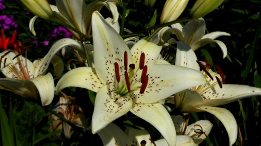 Flower, Plant, Lily, Flowering Plant photo