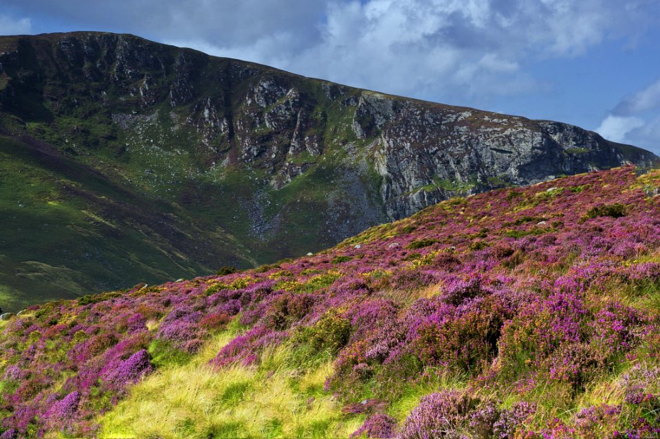 Highland, Chaparral, Vegetation, Wilderness