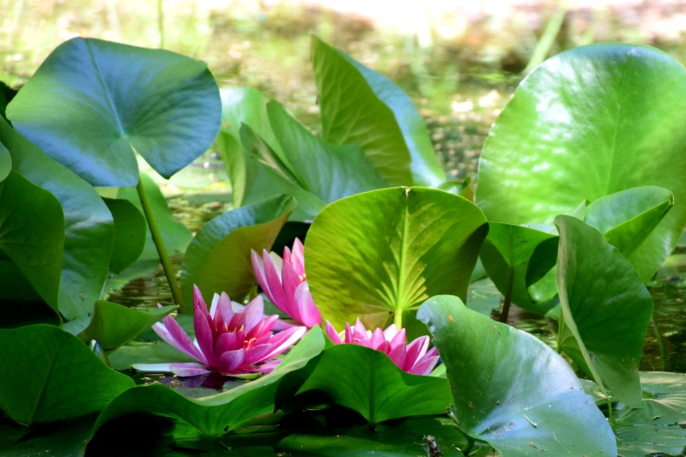 Plant, Flower, Green, Leaf