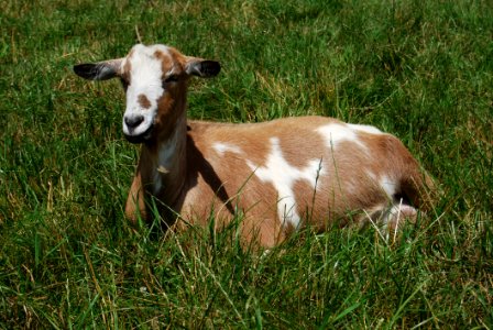 Goats, Goat, Pasture, Fauna