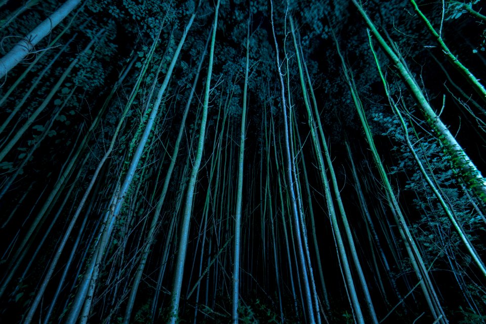 Green, Nature, Forest, Tree