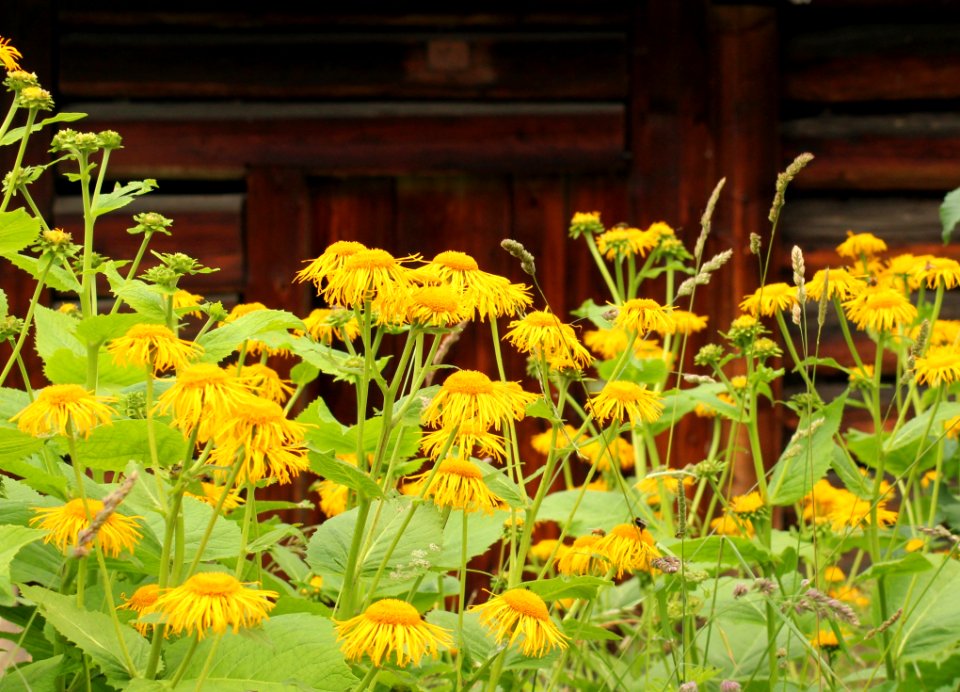 Flower, Plant, Yellow, Spring