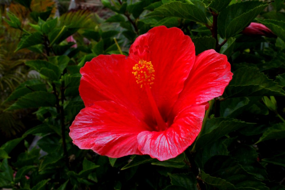 Flower, Plant, Hibiscus, Flowering Plant