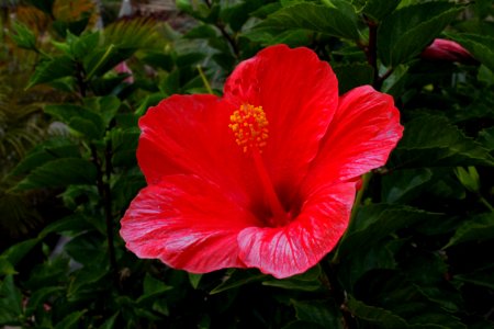 Flower, Plant, Hibiscus, Flowering Plant