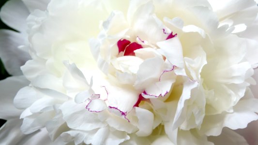 Flower, White, Flowering Plant, Plant photo