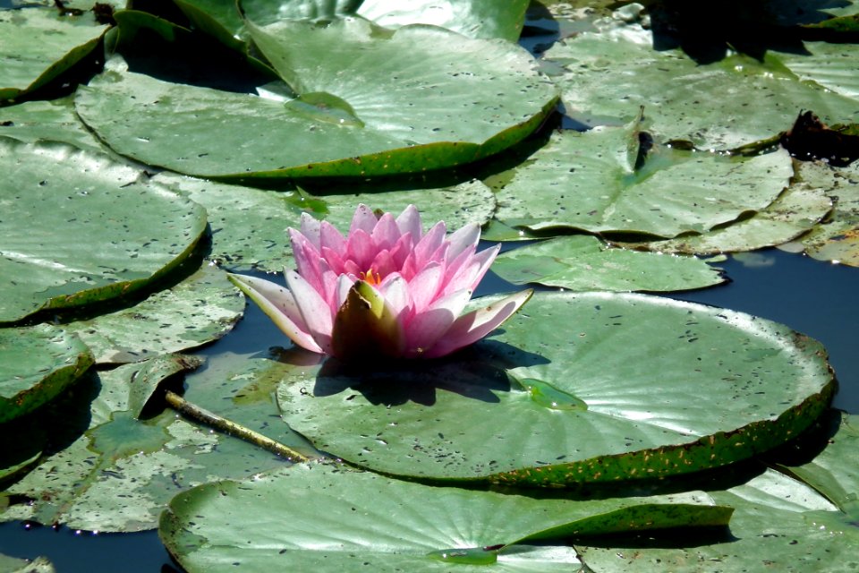 Flower, Plant, Flora, Leaf