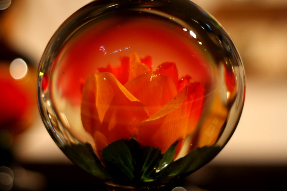 Flower, Petal, Still Life Photography, Plant