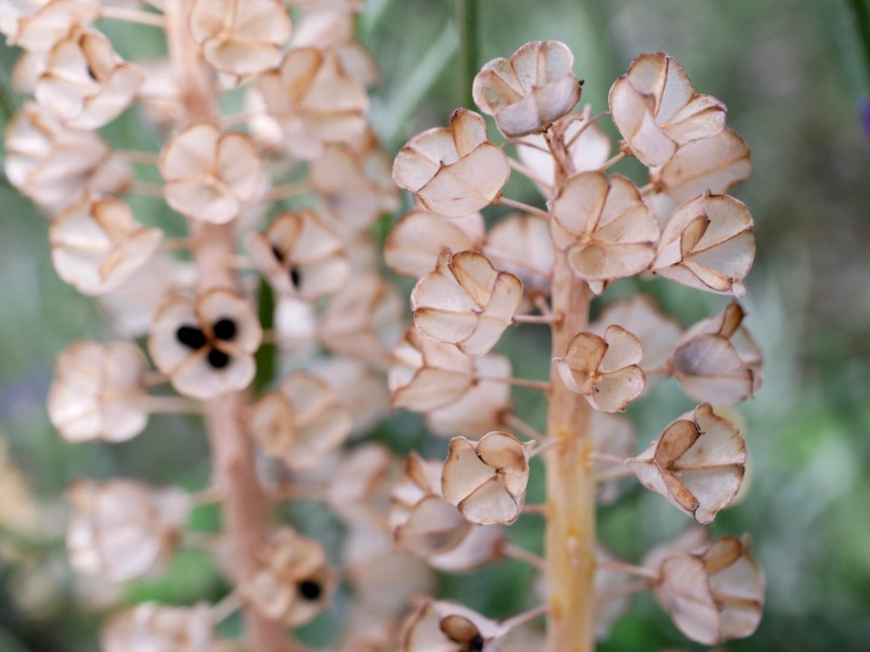 Flower, Flora, Plant, Spring