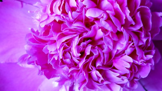 Flower, Pink, Purple, Violet photo