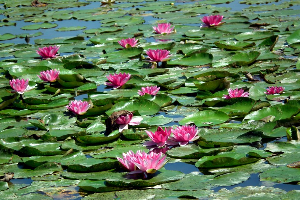 Plant, Flower, Aquatic Plant, Sacred Lotus