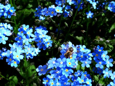 Flower, Plant, Blue, Flowering Plant photo