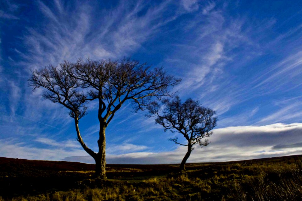 Sky, Nature, Tree, Cloud