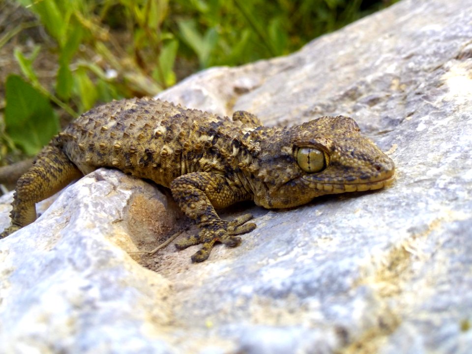 Reptile, Terrestrial Animal, Lizard, Lacertidae