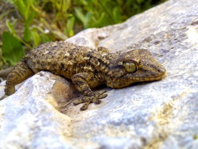 Reptile, Terrestrial Animal, Lizard, Lacertidae