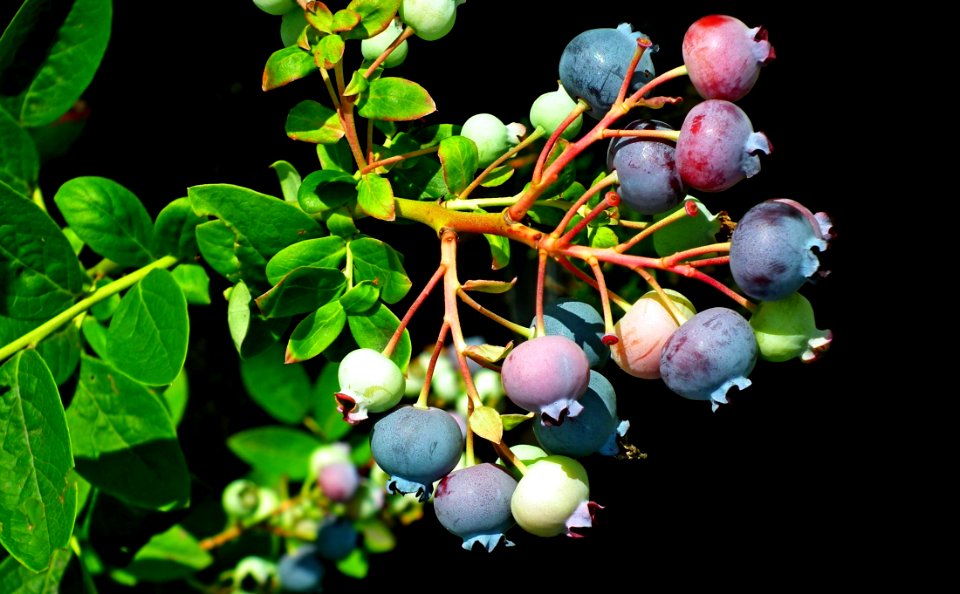 Fruit, Plant, Bilberry, Huckleberry