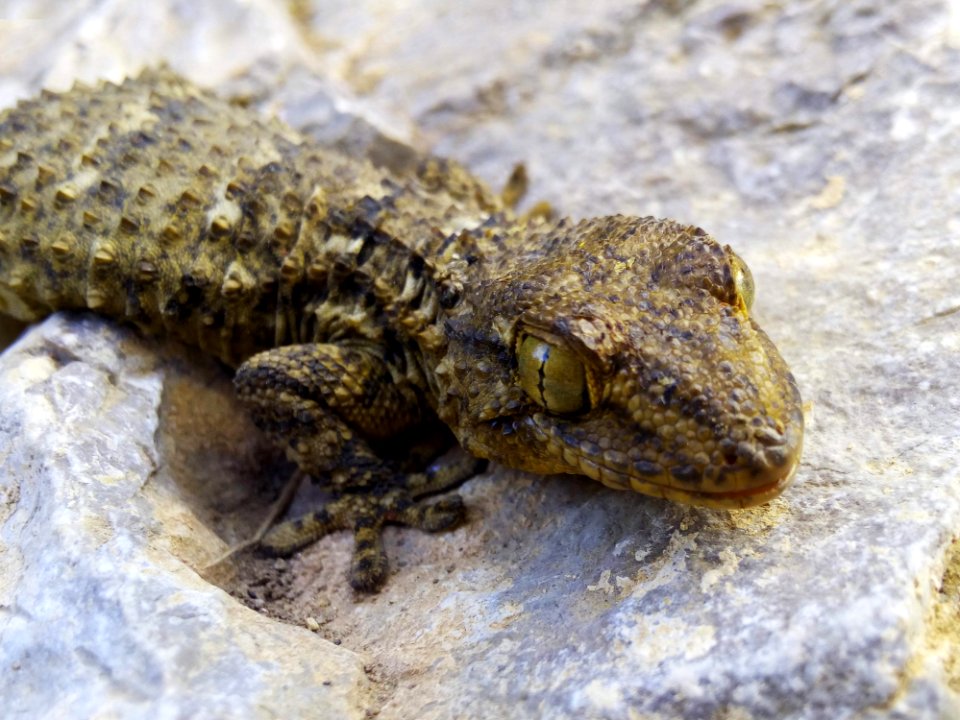 Reptile, Terrestrial Animal, Lizard, Fauna