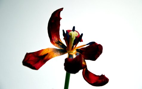 Flower, Flowering Plant, Plant, Flora
