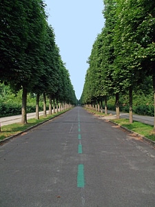 Road trees potsdam photo