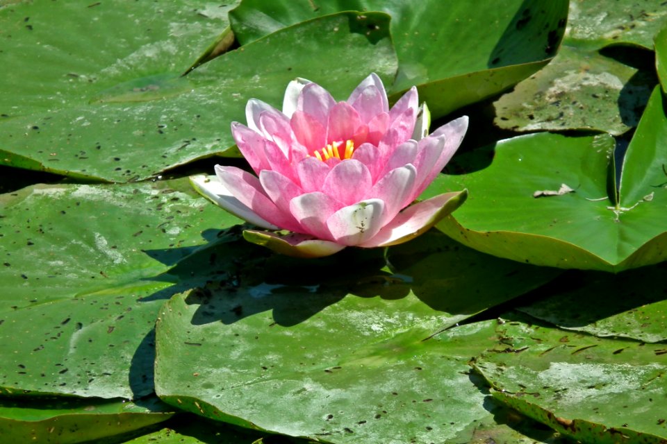 Flower, Plant, Flora, Leaf