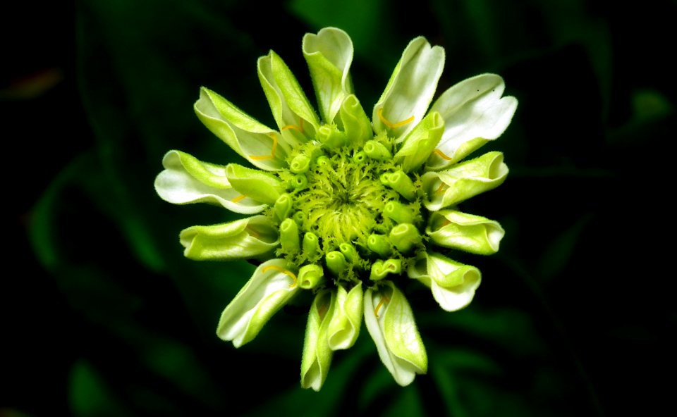 Flower, Flora, Plant, Macro Photography