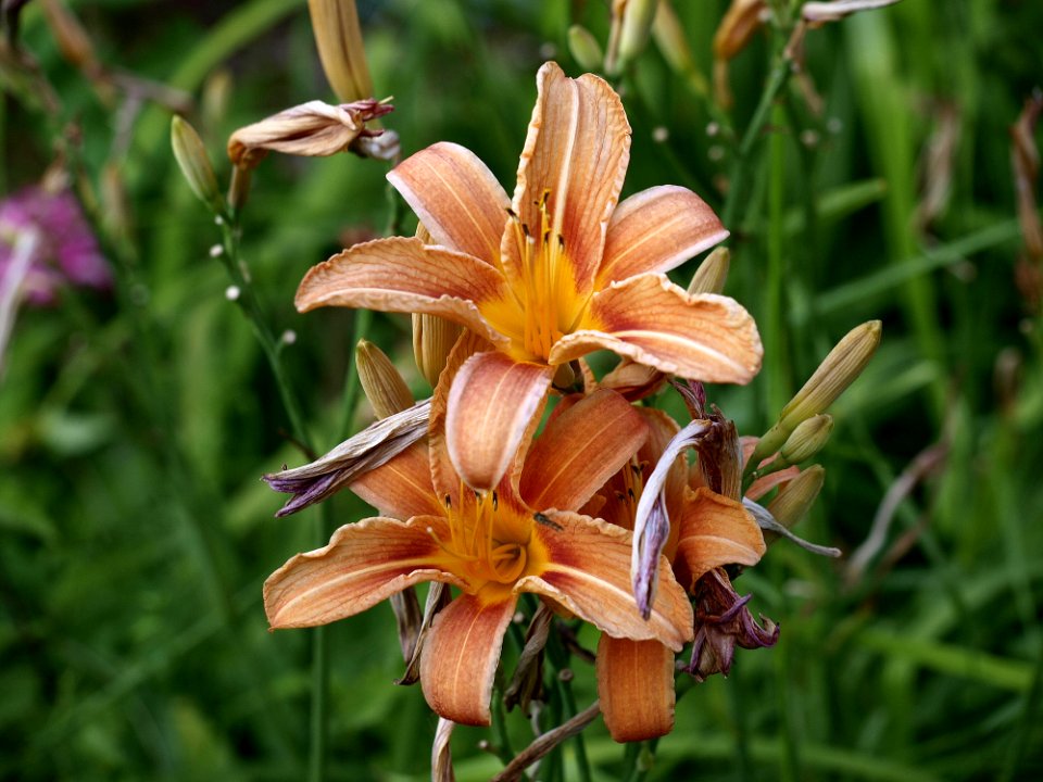 Flora, Flower, Daylily, Plant