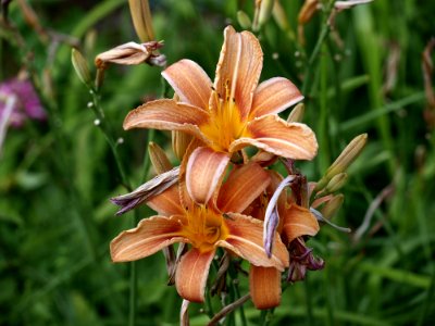 Flora, Flower, Daylily, Plant