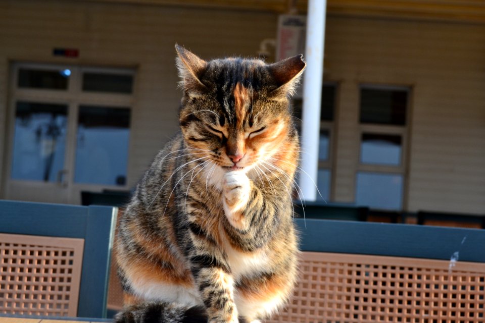 Cat, Small To Medium Sized Cats, Fauna, Dragon Li