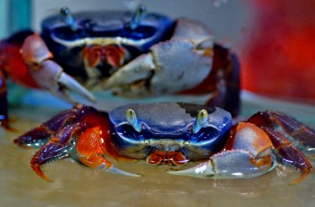 Crab, Freshwater Crab, Dungeness Crab, Decapoda