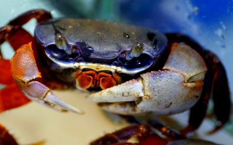 Crab, Freshwater Crab, Dungeness Crab, Decapoda