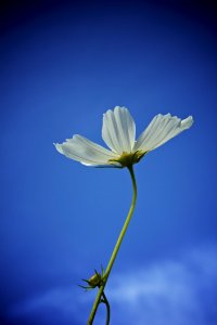 Flower, Blue, Sky, Flora