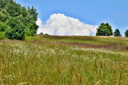 Grassland, Ecosystem, Vegetation, Prairie photo
