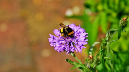 Flower, Bee, Honey Bee, Flora photo