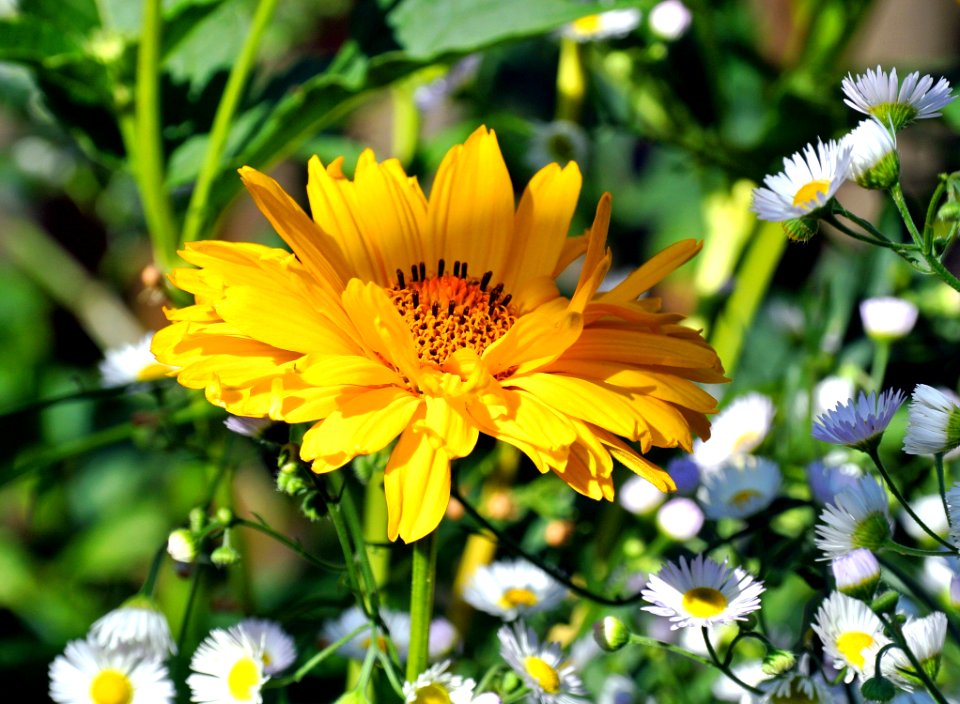 Flower, Yellow, Flora, Plant photo