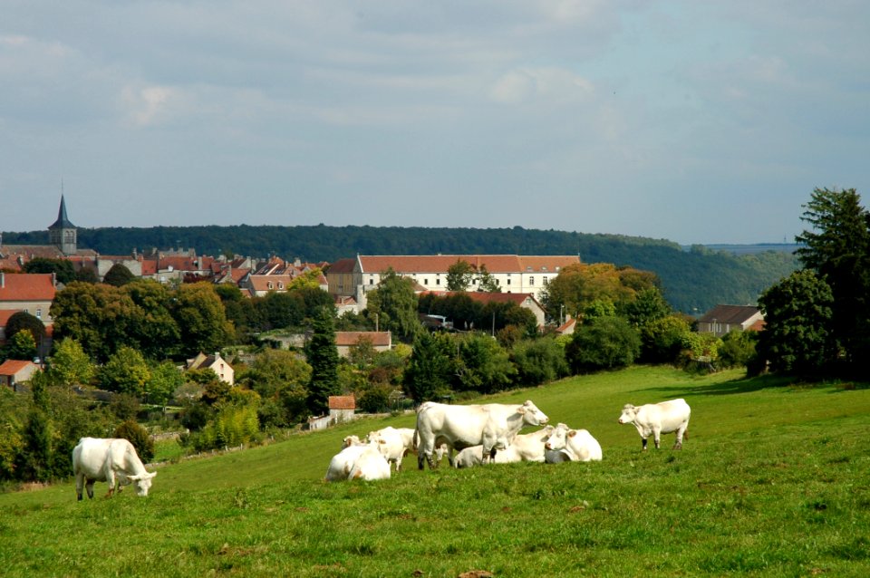 Pasture, Herd, Grassland, Grazing photo