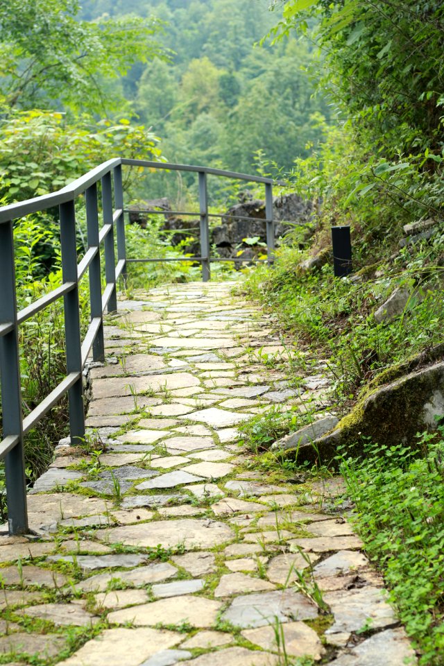 Nature, Green, Vegetation, Path