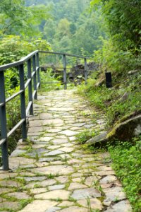 Nature, Green, Vegetation, Path