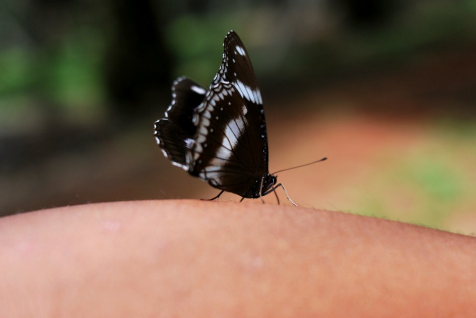 Butterfly, Insect, Moths And Butterflies, Invertebrate
