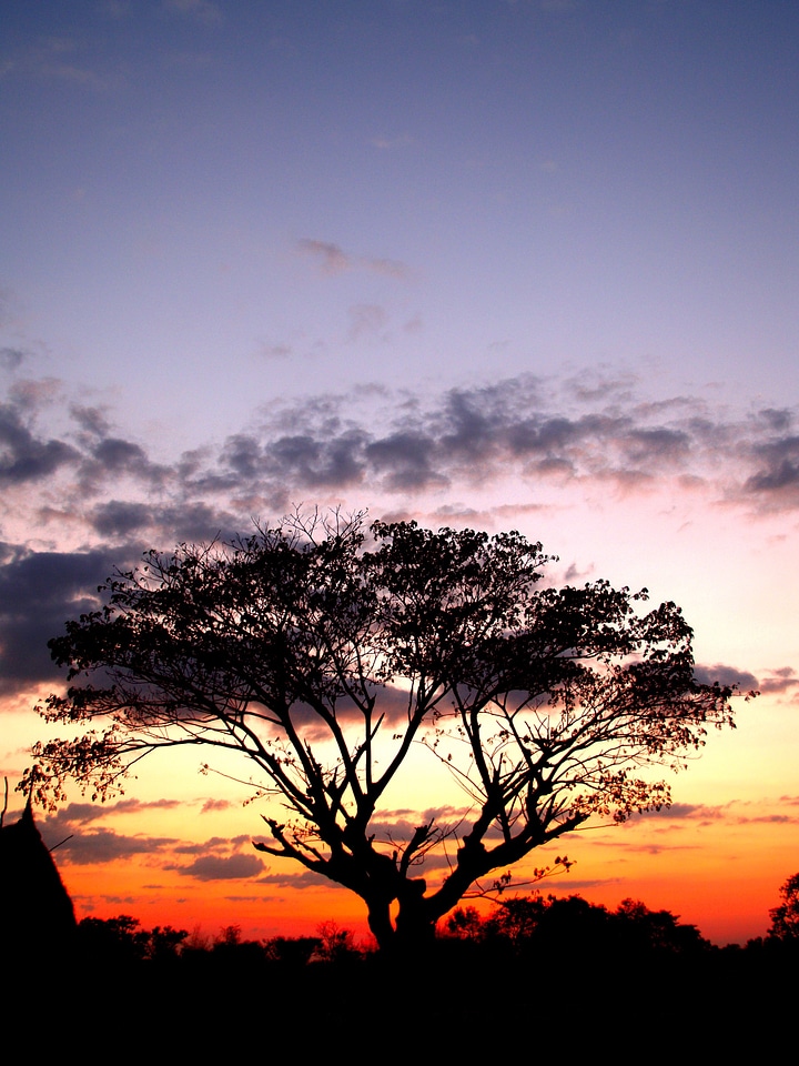Tree silhouette black forest silhouette sky