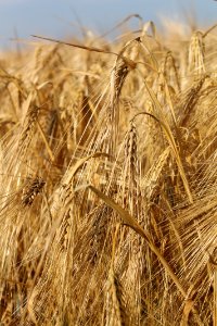 Food Grain, Wheat, Triticale, Barley photo