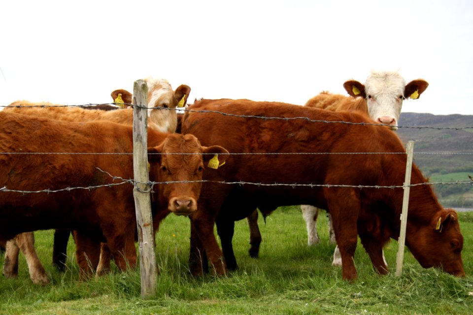 Cattle Like Mammal, Grazing, Herd, Pasture