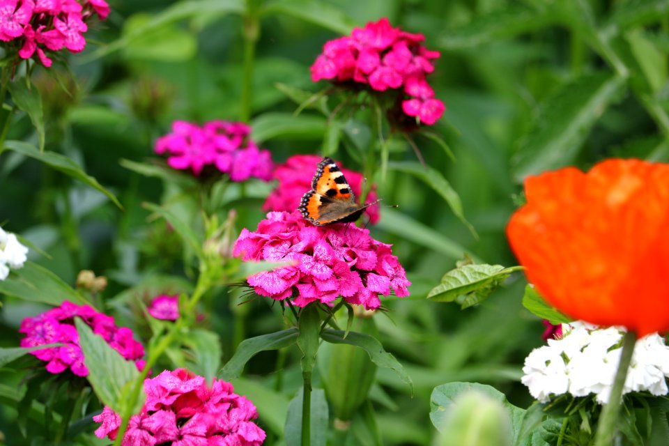 Flower, Butterfly, Pollinator, Nectar