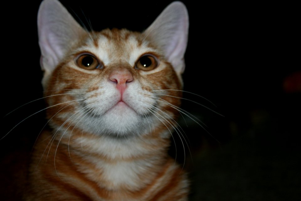 Cat, Whiskers, Small To Medium Sized Cats, Nose