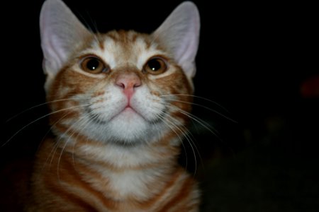 Cat, Whiskers, Small To Medium Sized Cats, Nose photo