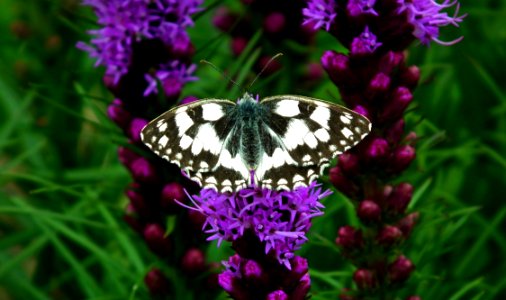 Butterfly, Moths And Butterflies, Flower, Brush Footed Butterfly