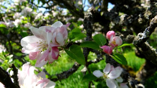 Blossom, Branch, Spring, Plant