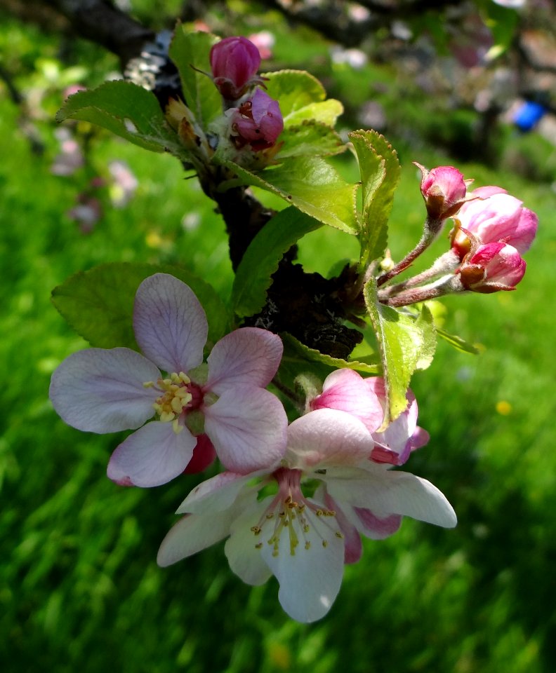 Blossom, Spring, Flora, Flower